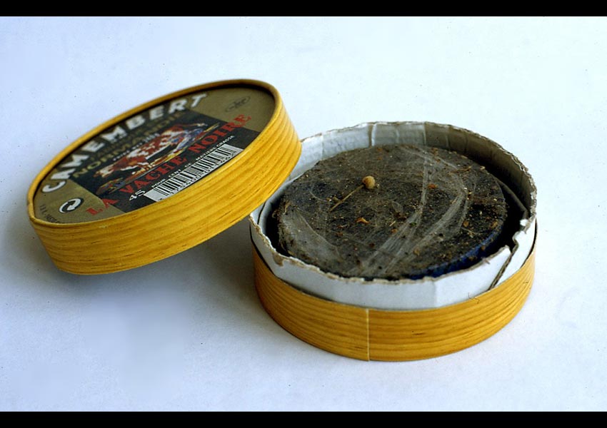 Camembert Web, spiders web collected in a cheese box in France, 1997